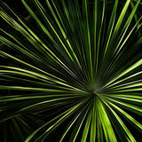Saw palmetto ingredient used in Feel Confident haircare for scalp support